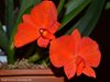 Sophronitis coccinea